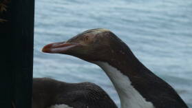 Yellow Eyed Penguins, Oamaru.