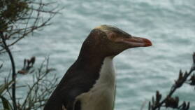 Yellow Eyed Penguins, Oamaru.