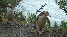 Yellow Eyed Penguins, Oamaru.