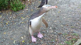 Yellow Eyed Penguins, Oamaru.