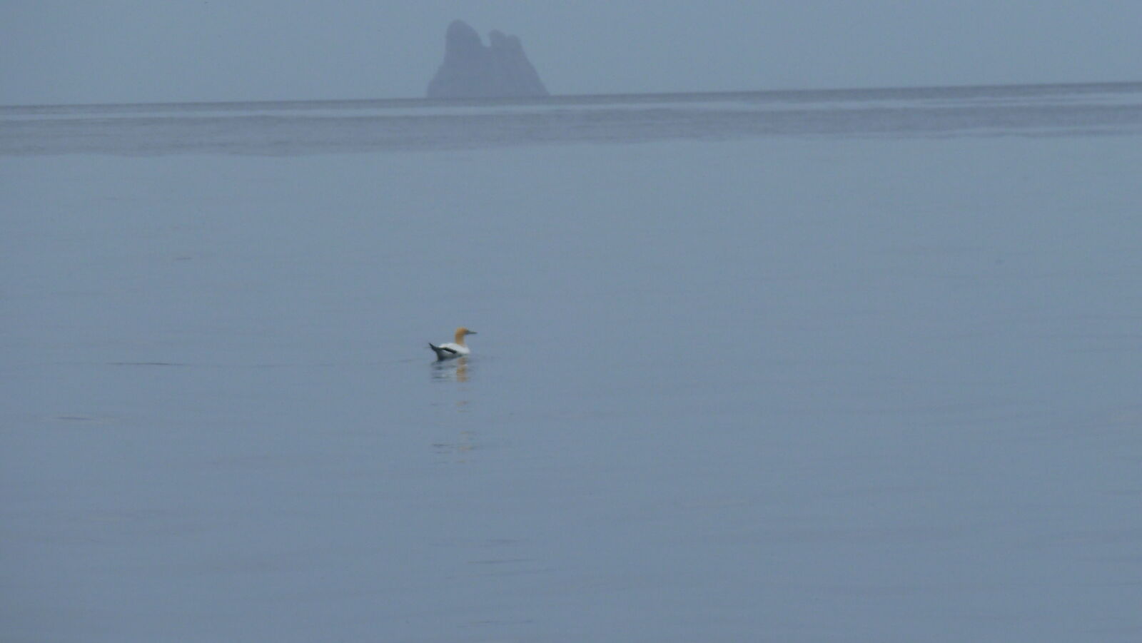 Gannet in Sicht!