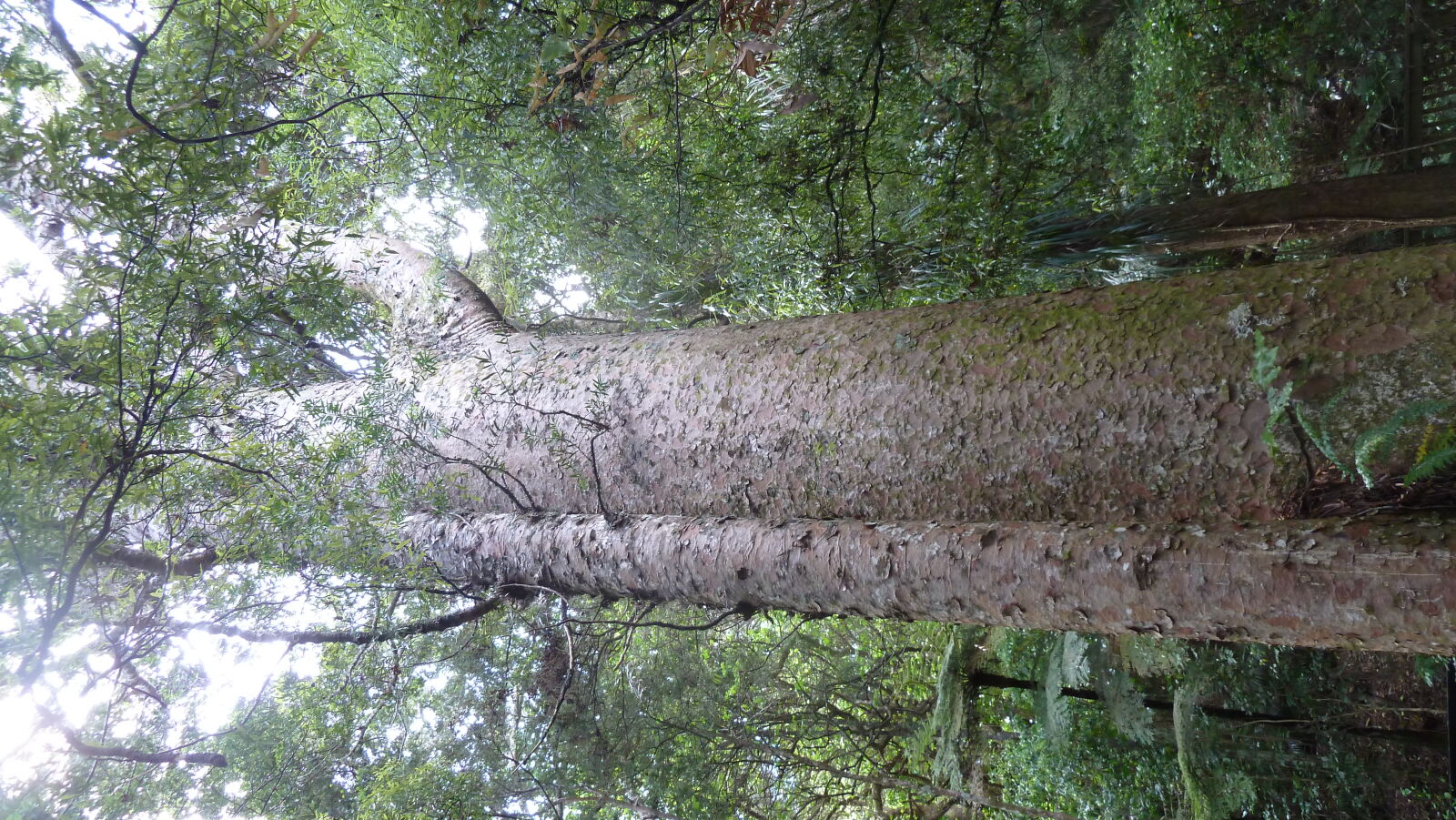 Kauri im A H Reed Memorial Kauri Park.