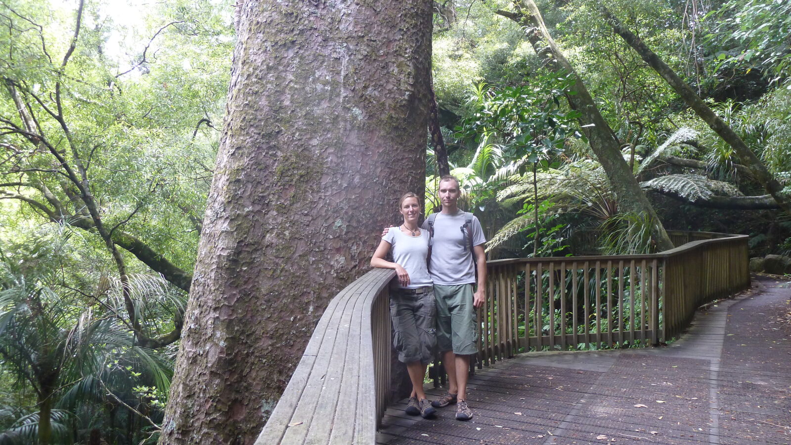 Kauri im A H Reed Memorial Kauri Park.