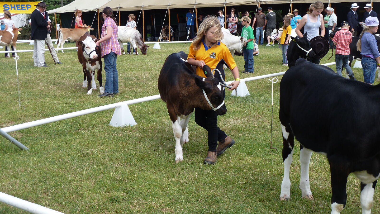 A&P Show Whangarei.