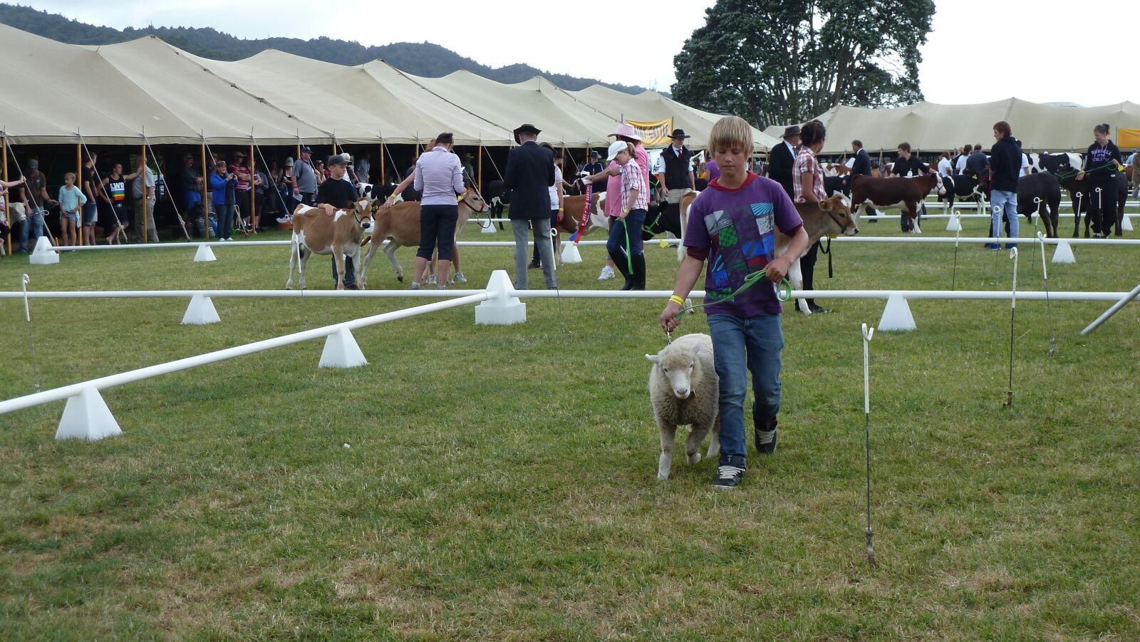 A&P Show Whangarei.