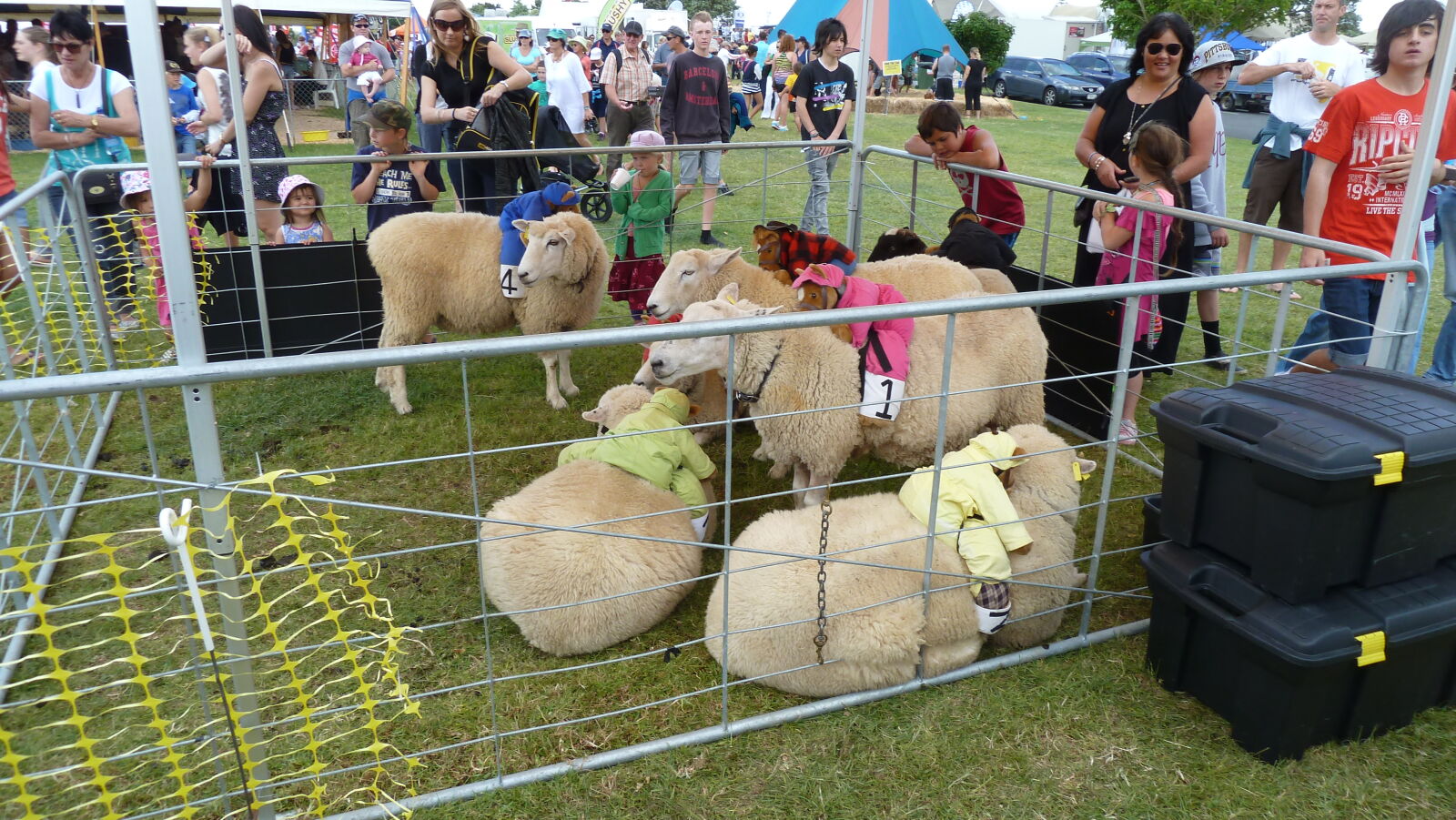 Sheep Race auf der A&P Show Whangarei.