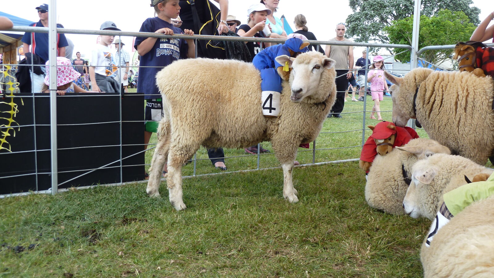 Sheep Race auf der A&P Show Whangarei.