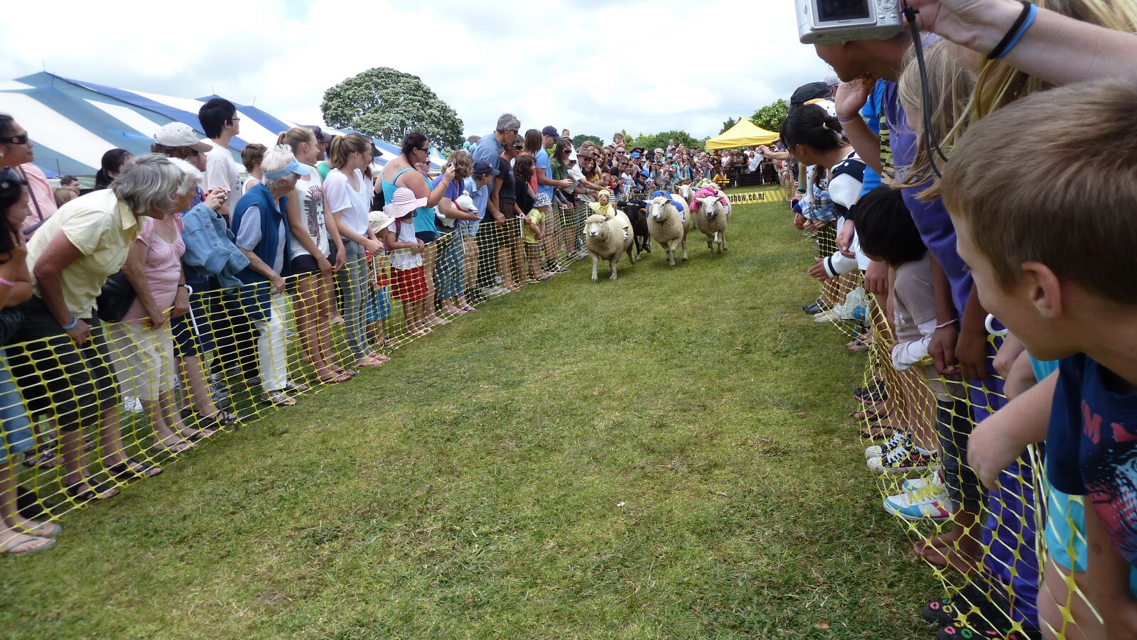 Sheep Race auf der A&P Show Whangarei.