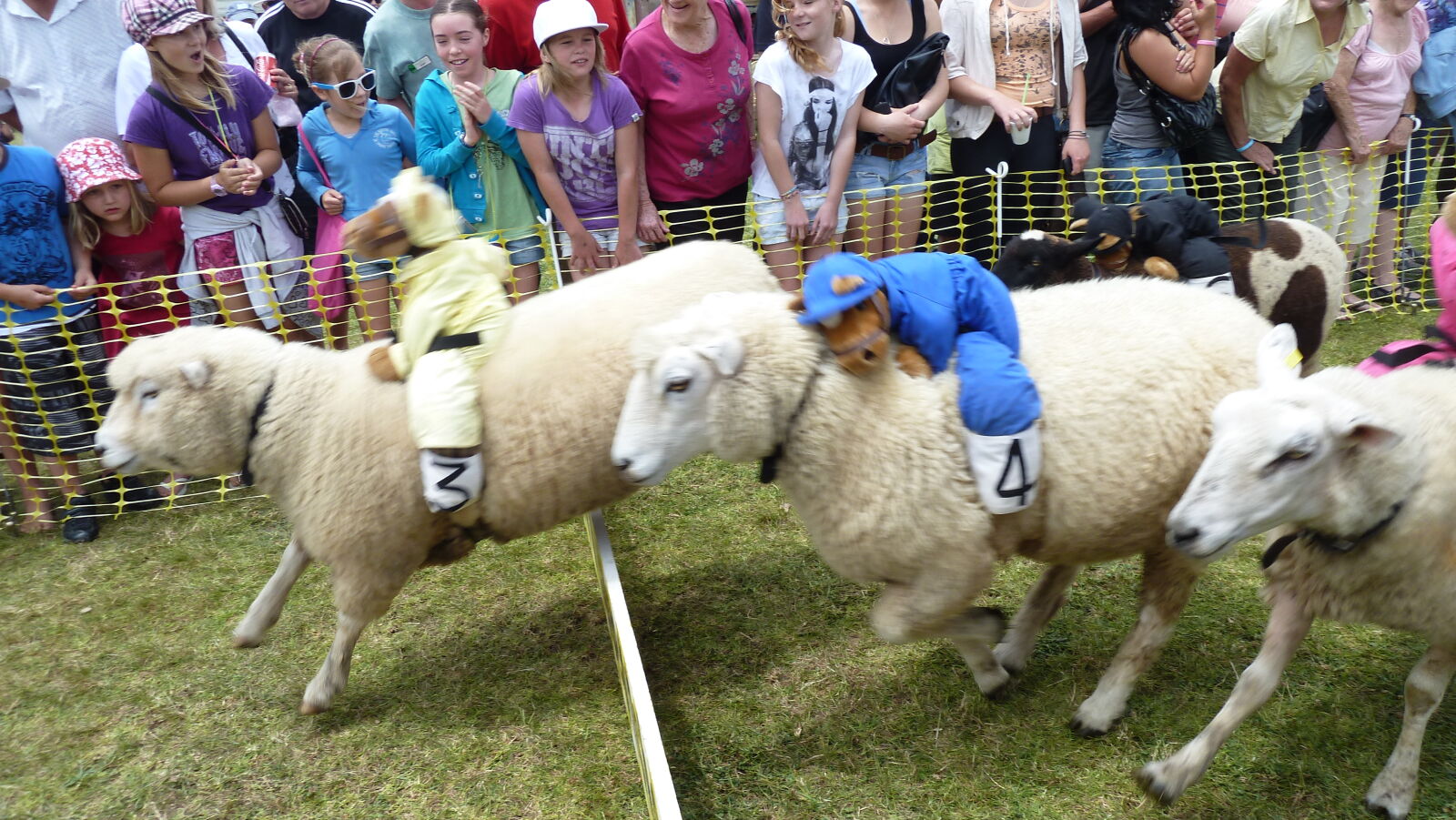 Sheep Race auf der A&P Show Whangarei.
