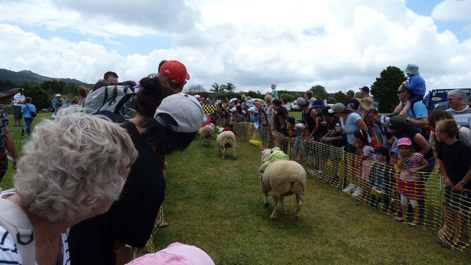 Sheep Race auf der A&P Show Whangarei.