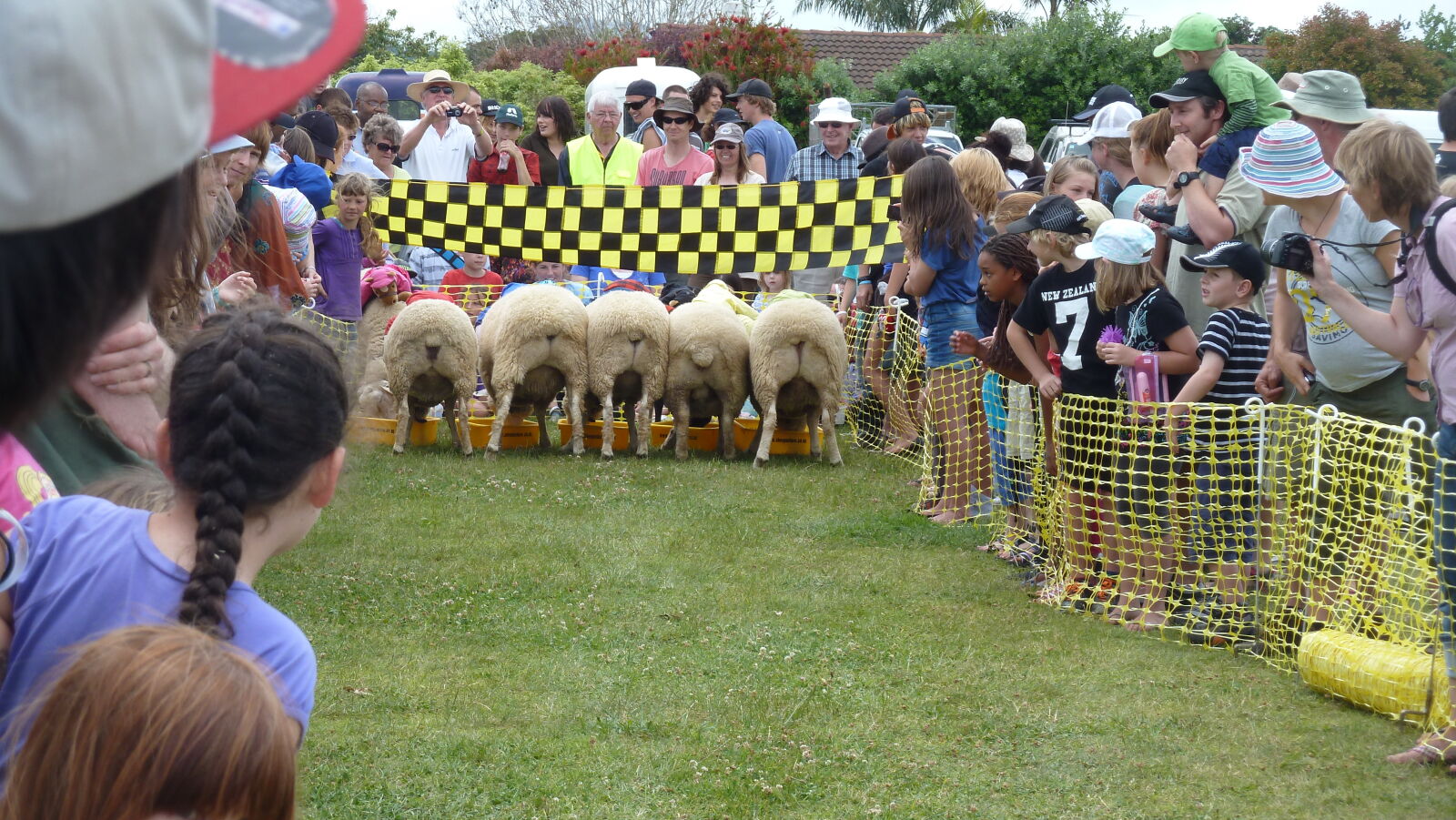 Sheep Race auf der A&P Show Whangarei.