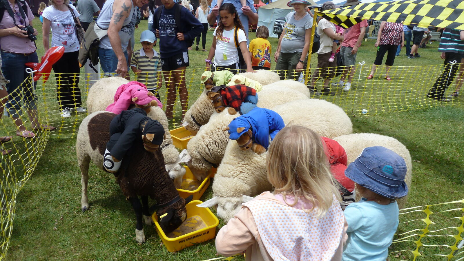 Sheep Race auf der A&P Show Whangarei.