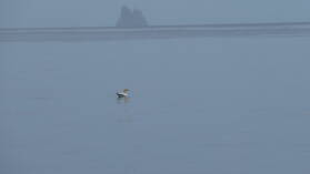 Gannet in Sicht!