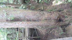 Kauri im A H Reed Memorial Kauri Park.