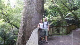 Kauri im A H Reed Memorial Kauri Park.