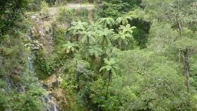 Pukenui Falls im A H Reed Memorial Kauri Park.