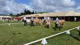 A&P Show Whangarei.