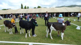 A&P Show Whangarei.