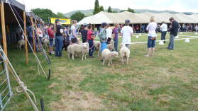 A&P Show Whangarei.