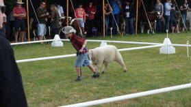 A&P Show Whangarei.
