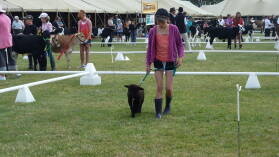 A&P Show Whangarei.