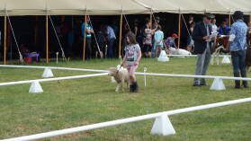 A&P Show Whangarei.