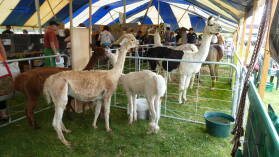 A&P Show Whangarei.