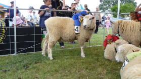 Sheep Race auf der A&P Show Whangarei.