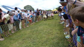 Sheep Race auf der A&P Show Whangarei.