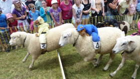 Sheep Race auf der A&P Show Whangarei.
