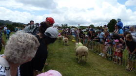 Sheep Race auf der A&P Show Whangarei.
