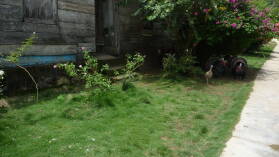 Obaldia.