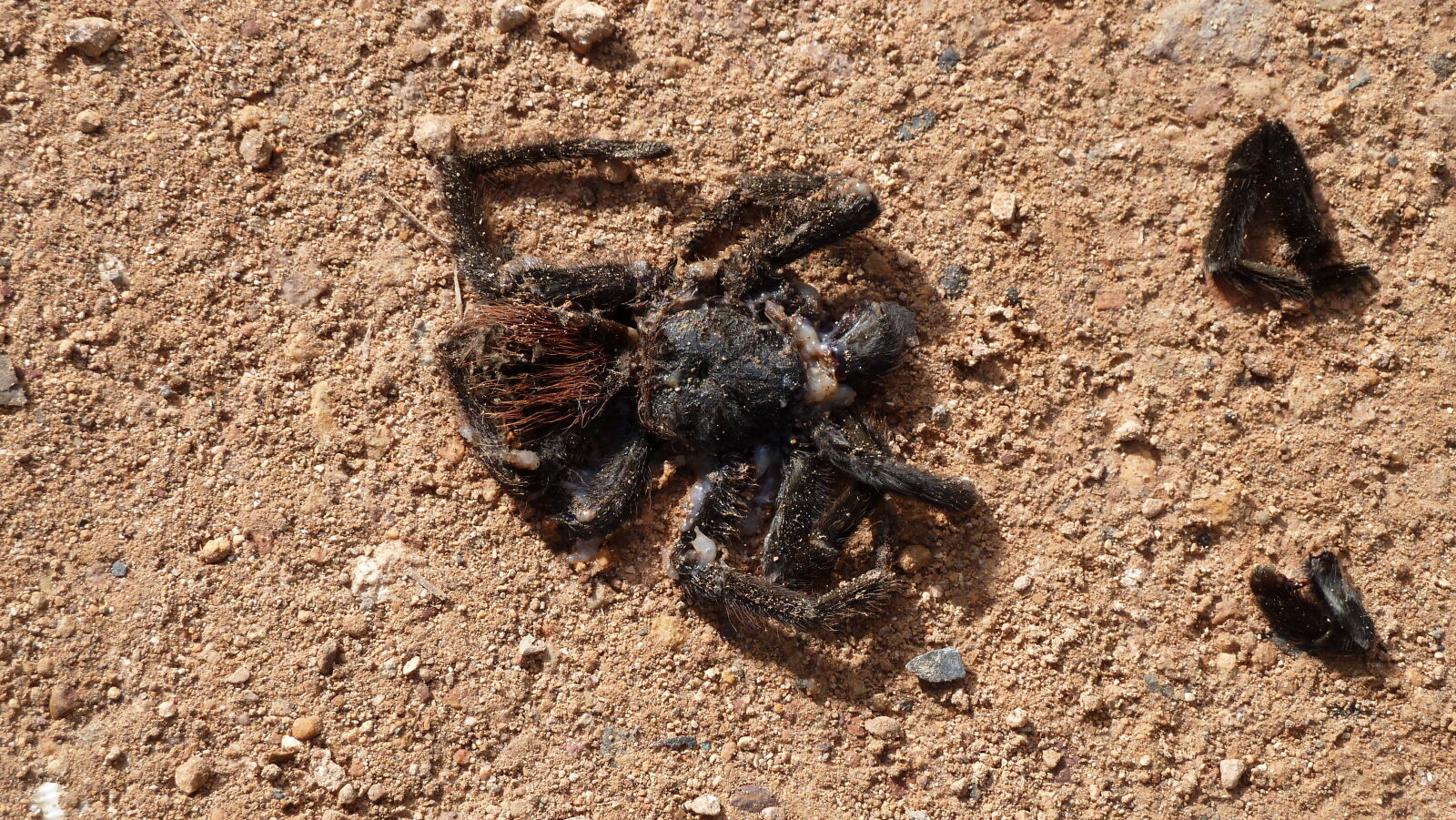 Tarantula.