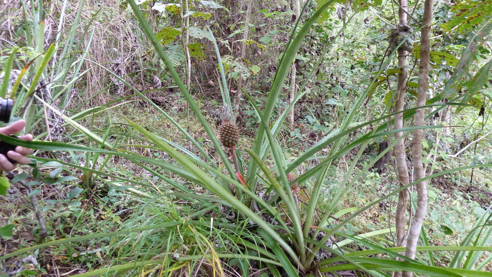 Ananas auf Boca Grande, Rio Tuira, Darien.