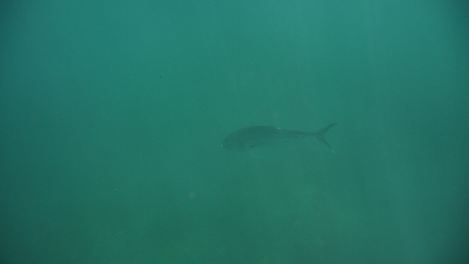 Mahi Mahi, beim Schnorcheln bei Isla Cavada, Islas Secas.