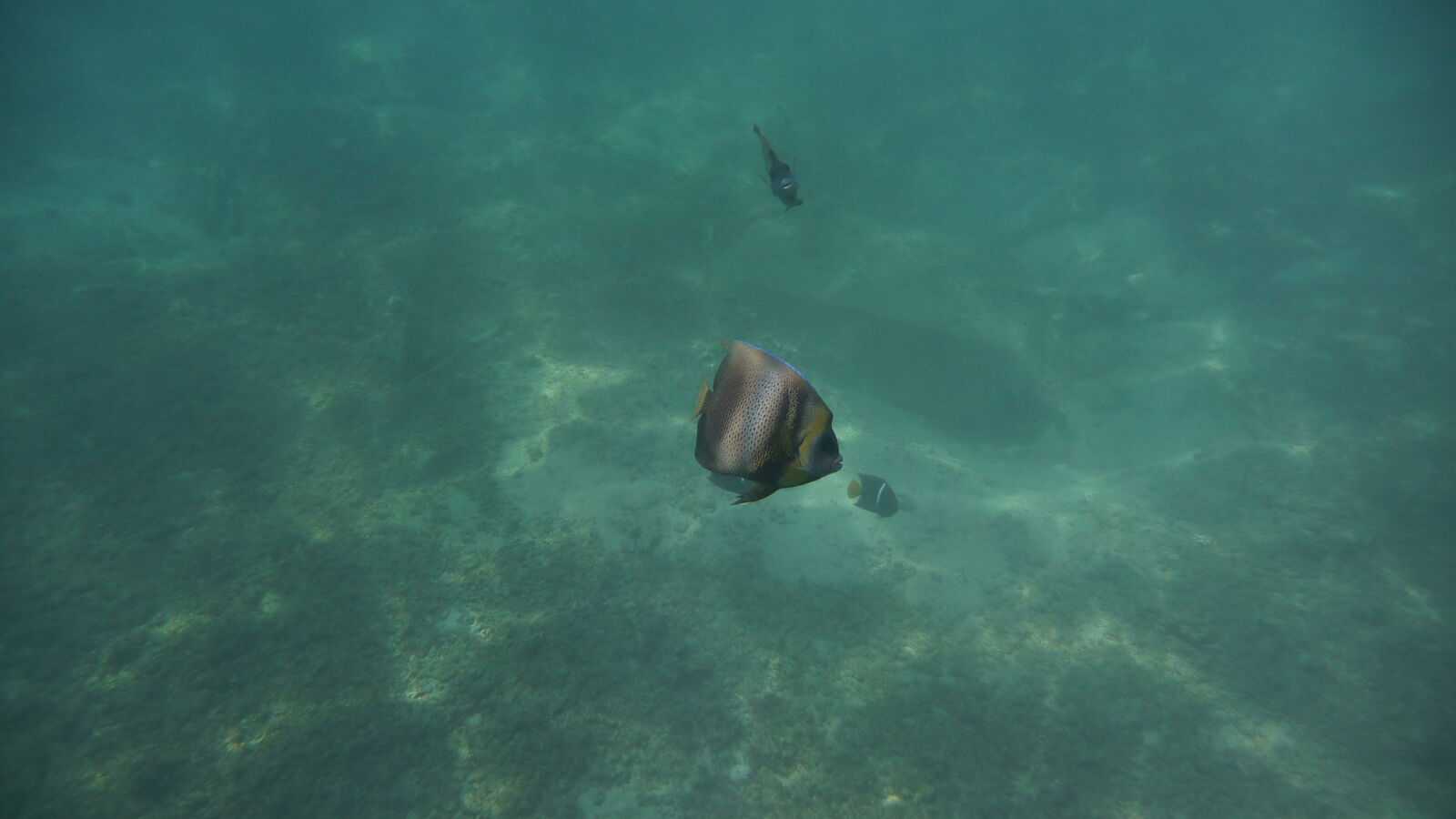Schnorcheln bei Isla Cavada, Islas Secas.