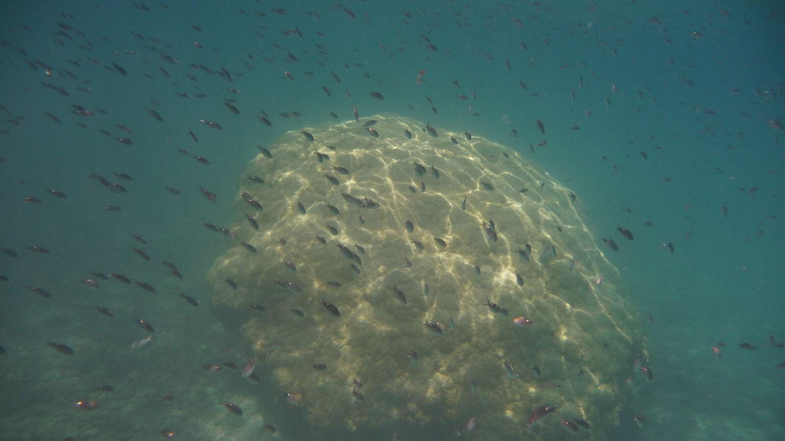 Schnorcheln bei Isla Cavada, Islas Secas.