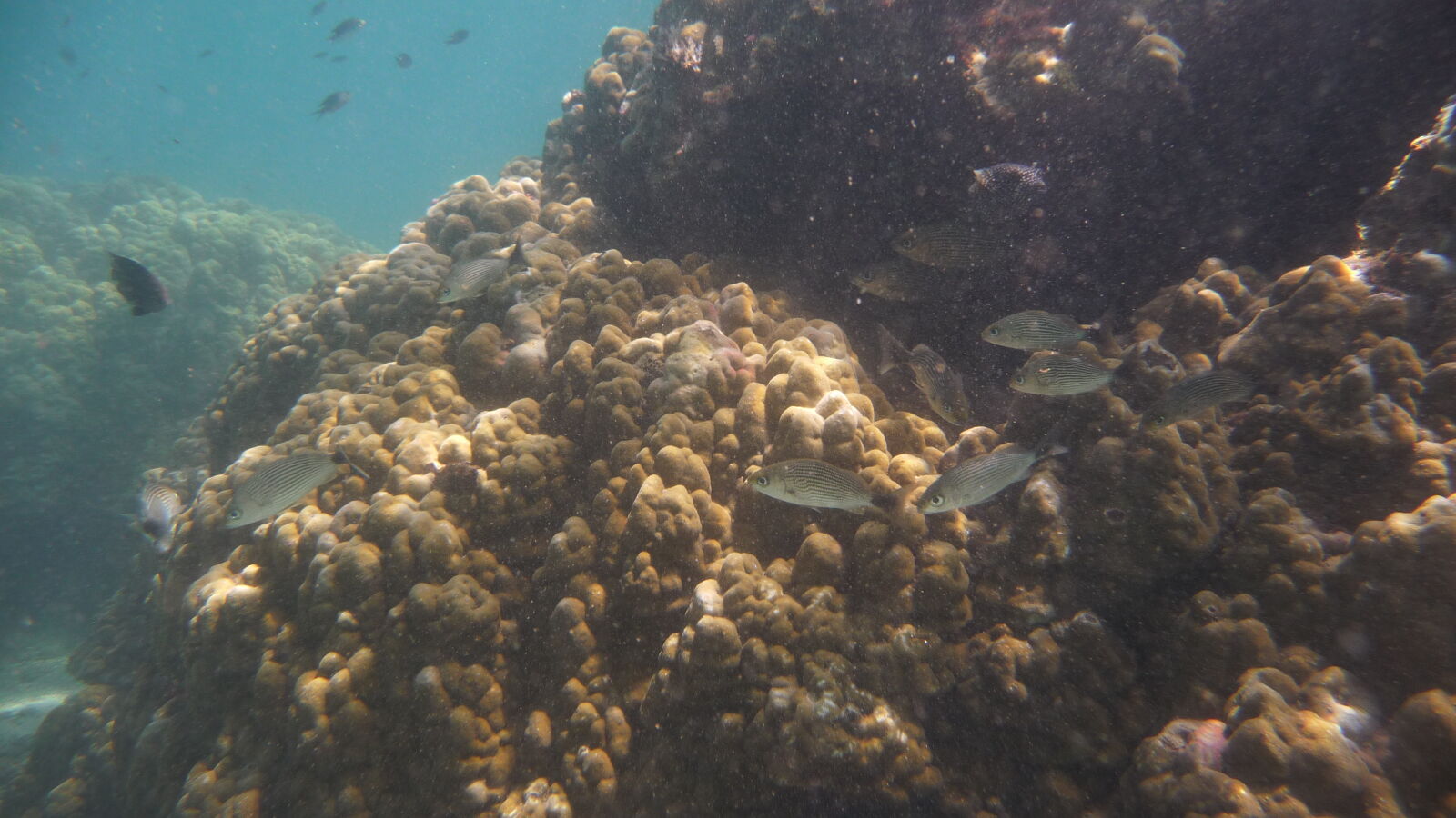 Schnorcheln bei Isla Cavada, Islas Secas.