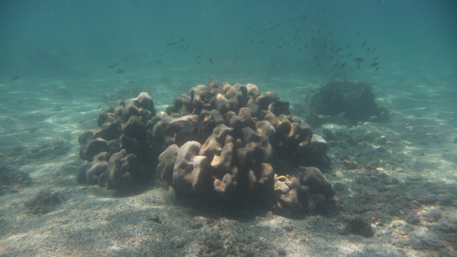 Schnorcheln bei Isla Cavada, Islas Secas.