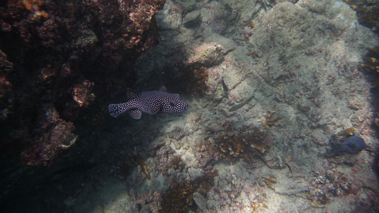 Schnorcheln bei Isla Cavada, Islas Secas.