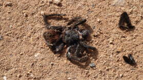 Tarantula.