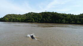 Boca Chica, Rio Tuira, Darien.