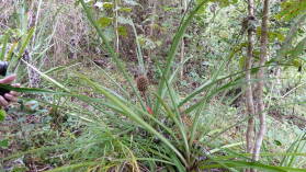 Ananas auf Boca Grande, Rio Tuira, Darien.