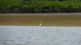 Ausflug im Rio Sabana, Darien.