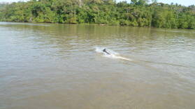 Boca Chica, Rio Tuira, Darien.