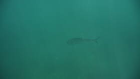 Mahi Mahi, beim Schnorcheln bei Isla Cavada, Islas Secas.
