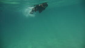 Schnorcheln bei Isla Cavada, Islas Secas.