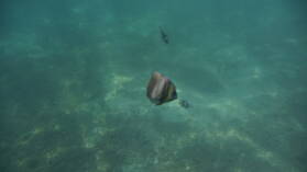 Schnorcheln bei Isla Cavada, Islas Secas.