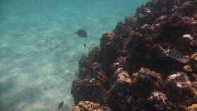 Schnorcheln bei Isla Cavada, Islas Secas.