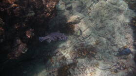Schnorcheln bei Isla Cavada, Islas Secas.
